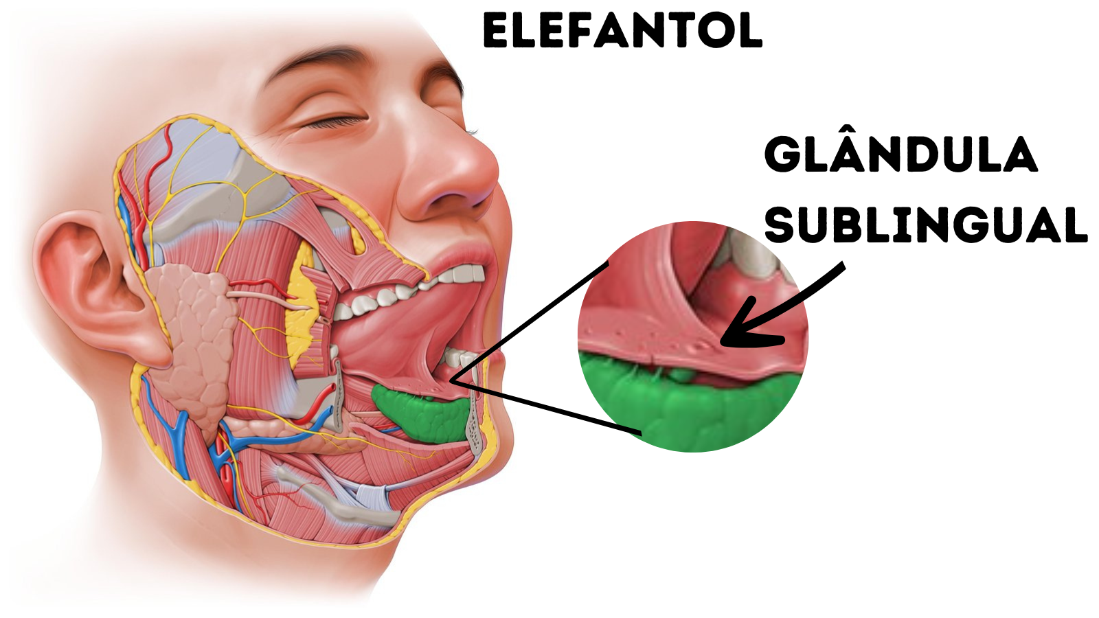 Como usar o Elefantol: administração sublingual pelas glândulas salivares